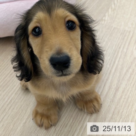 京都府のミニチュアダックスフンド(ロング) (ペットプラス 京都桂川店/2025年8月28日生まれ/男の子/レッド)の子犬の3枚目の画像