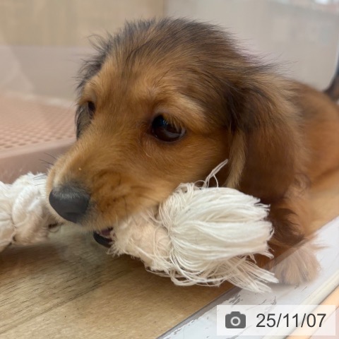 ミニチュア・ダックスフンドの写真