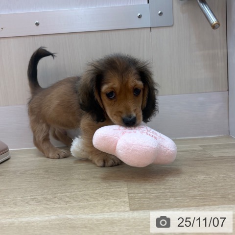 ミニチュア・ダックスフンドの写真