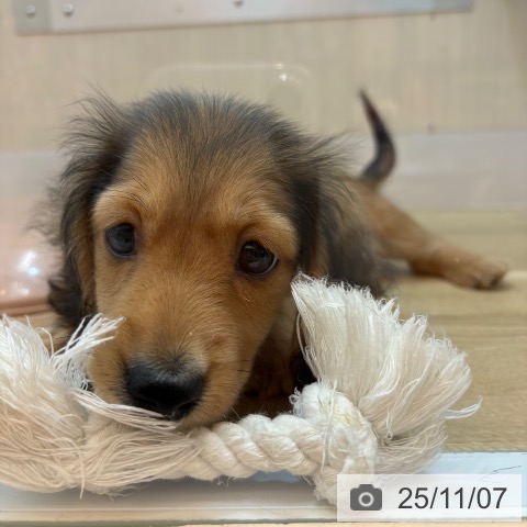 ミニチュア・ダックスフンドの写真