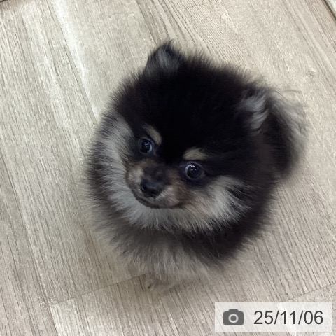 ポメラニアンの写真