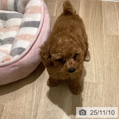 トイ・プードルの写真