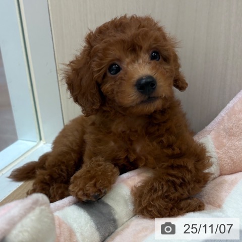 和歌山県のトイプードル(トイ) (ペットプラス 和歌山店/2025年9月1日生まれ/男の子/レッドフォーン)の子犬の4枚目の画像