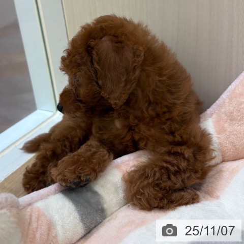 和歌山県のトイプードル(トイ) (ペットプラス 和歌山店/2025年9月1日生まれ/男の子/レッドフォーン)の子犬の3枚目の画像