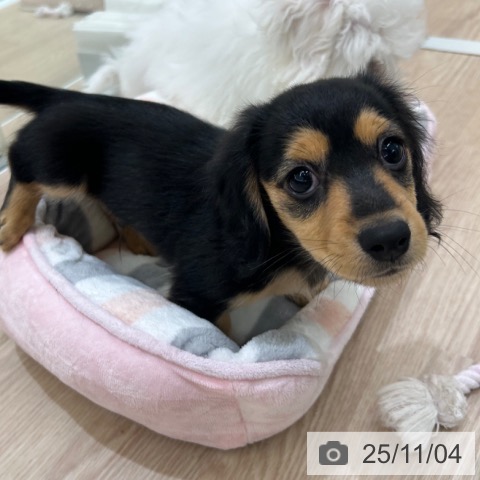 カニーンヘン・ダックスフンドの写真