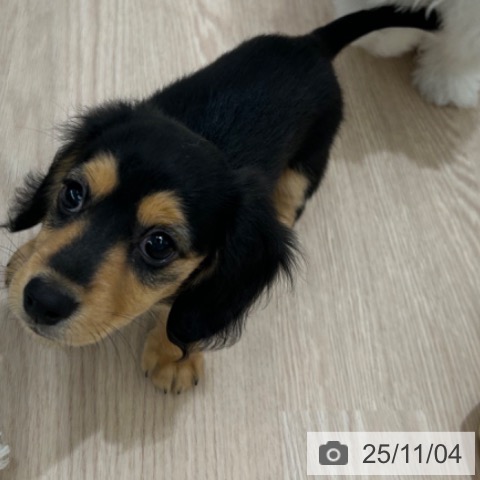 カニーンヘン・ダックスフンドの写真