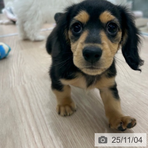 カニーンヘン・ダックスフンドの写真