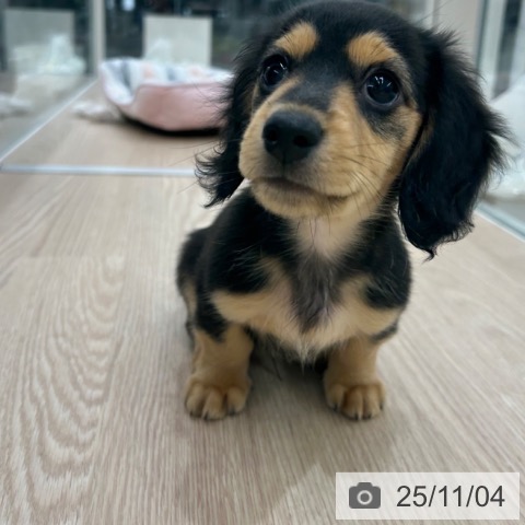 カニーンヘン・ダックスフンドの写真