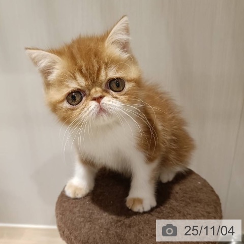 エキゾチック・ショートヘアの写真