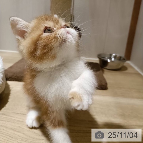 エキゾチック・ショートヘアの写真