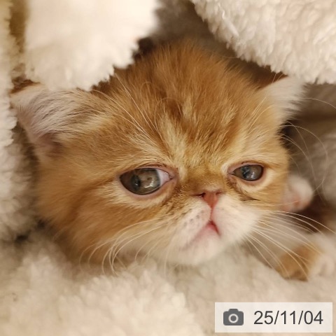 エキゾチック・ショートヘアの写真