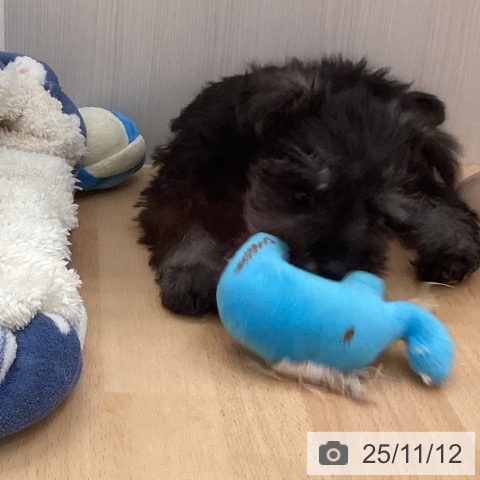 ミニチュア・シュナウザーの写真