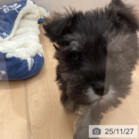 新潟県のミニチュアシュナウザー (ペットプラス 新潟青山店/2025年9月3日生まれ/男の子/ソルトペッパー)の子犬の4枚目の画像