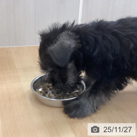 新潟県のミニチュアシュナウザー (ペットプラス 新潟青山店/2025年9月3日生まれ/男の子/ソルトペッパー)の子犬の3枚目の画像