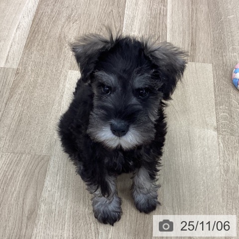 ミニチュア・シュナウザーの写真