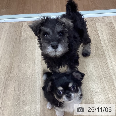 ミニチュア・シュナウザーの写真