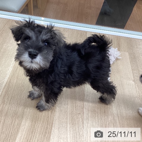 ミニチュア・シュナウザーの写真