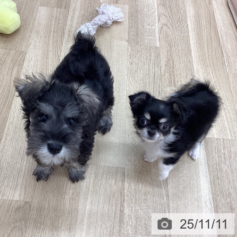 ミニチュア・シュナウザーの写真