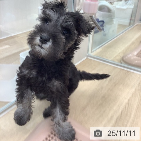 ミニチュア・シュナウザーの写真