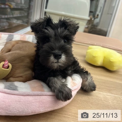 ミニチュア・シュナウザーの写真