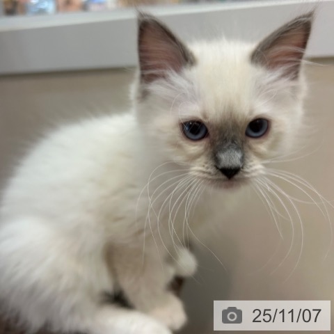 ラグドールの写真