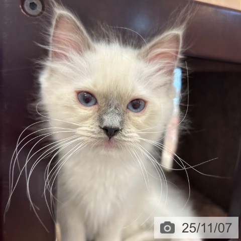 ラグドールの写真