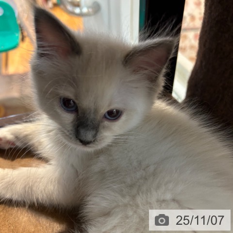 ラグドールの写真