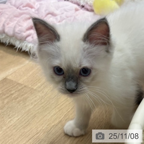 ラグドールの写真