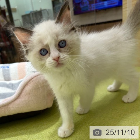 ラグドールの写真