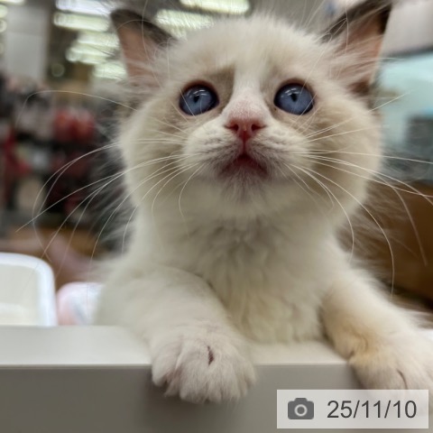 ラグドールの写真