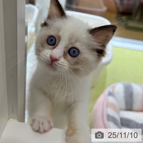 ラグドールの写真