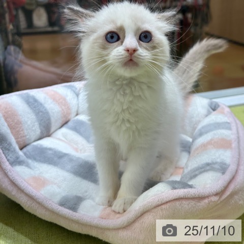 ラグドールの写真