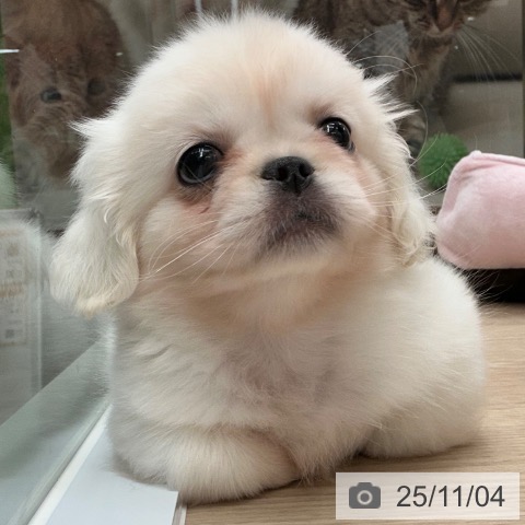 ペキニーズの写真