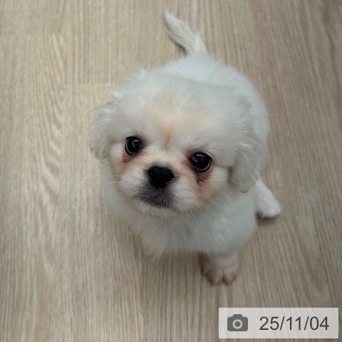 ペキニーズの写真