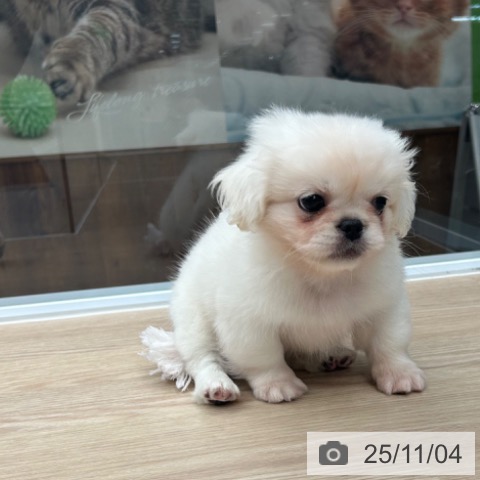 ペキニーズの写真