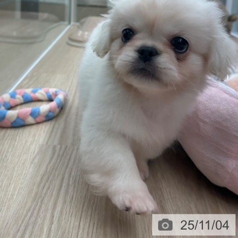 ペキニーズの写真