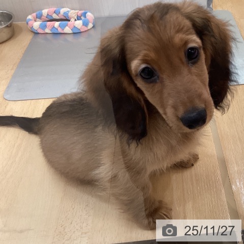 新潟県のミニチュアダックスフンド(ロング) (ペットプラス 新潟青山店/2025年9月2日生まれ/男の子/レッド)の子犬の4枚目の画像