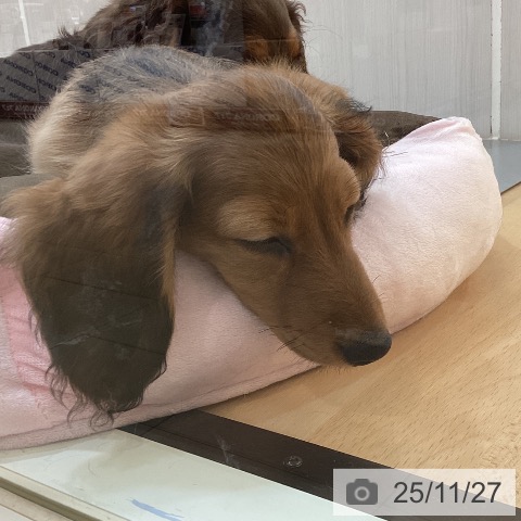 新潟県のミニチュアダックスフンド(ロング) (ペットプラス 新潟青山店/2025年9月2日生まれ/男の子/レッド)の子犬の3枚目の画像