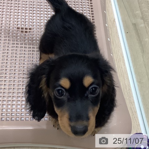 ミニチュア・ダックスフンドの写真