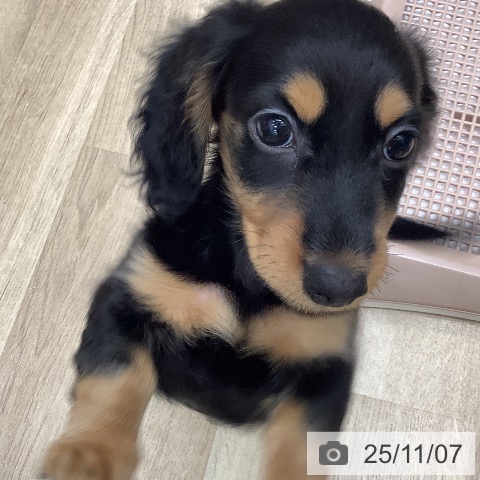 ミニチュア・ダックスフンドの写真