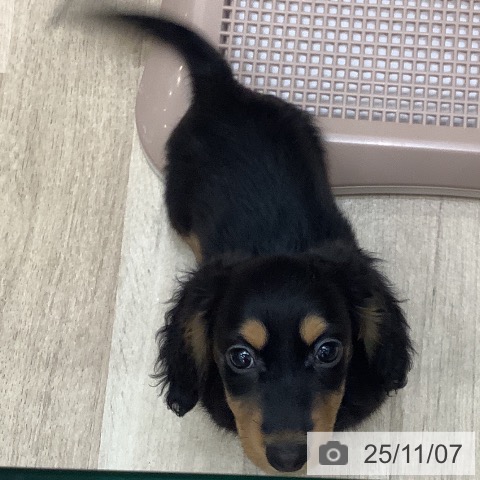 ミニチュア・ダックスフンドの写真