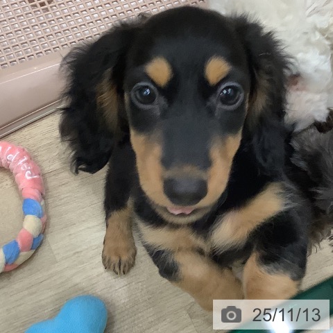 ミニチュア・ダックスフンドの写真