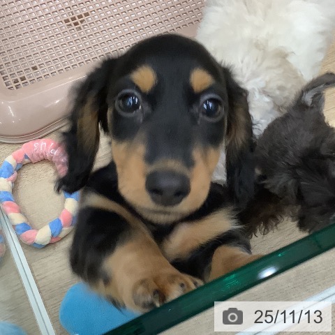 ミニチュア・ダックスフンドの写真