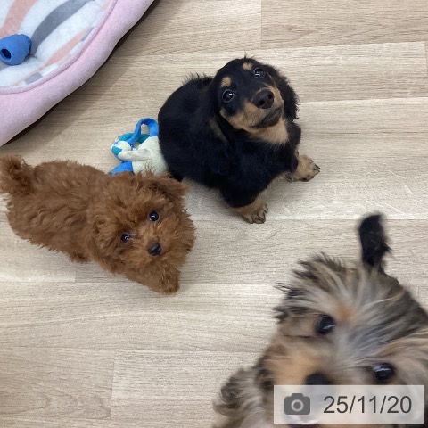 新潟県のミニチュアダックスフンド(ロング) (ペットプラス 新潟南店/2025年9月2日生まれ/男の子/ブラックタン)の子犬の4枚目の画像