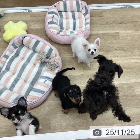 新潟県のミニチュアダックスフンド(ロング) (ペットプラス 新潟南店/2025年9月2日生まれ/男の子/ブラックタン)の子犬の3枚目の画像