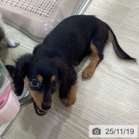 愛知県のミニチュアダックスフンド(ロング) (ペットプラス みなと店/2025年9月2日生まれ/女の子/ブラックタン)の子犬の4枚目の画像