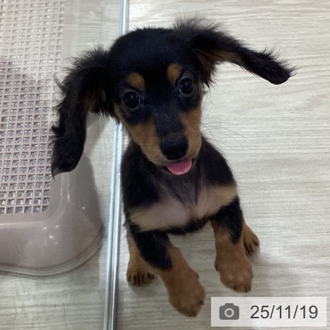 愛知県のミニチュアダックスフンド(ロング) (ペットプラス みなと店/2025年9月2日生まれ/女の子/ブラックタン)の子犬の3枚目の画像