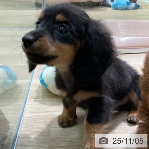 ミニチュア・ダックスフンドの写真