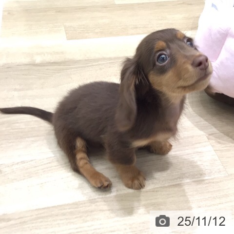 岐阜県のミニチュアダックスフンド(ロング) (ペットプラス 光ケ丘店/2025年9月2日生まれ/女の子/チョコレートタン)の子犬の4枚目の画像