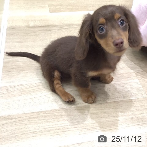 岐阜県のミニチュアダックスフンド(ロング) (ペットプラス 光ケ丘店/2025年9月2日生まれ/女の子/チョコレートタン)の子犬の3枚目の画像